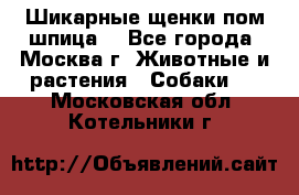 Шикарные щенки пом шпица  - Все города, Москва г. Животные и растения » Собаки   . Московская обл.,Котельники г.